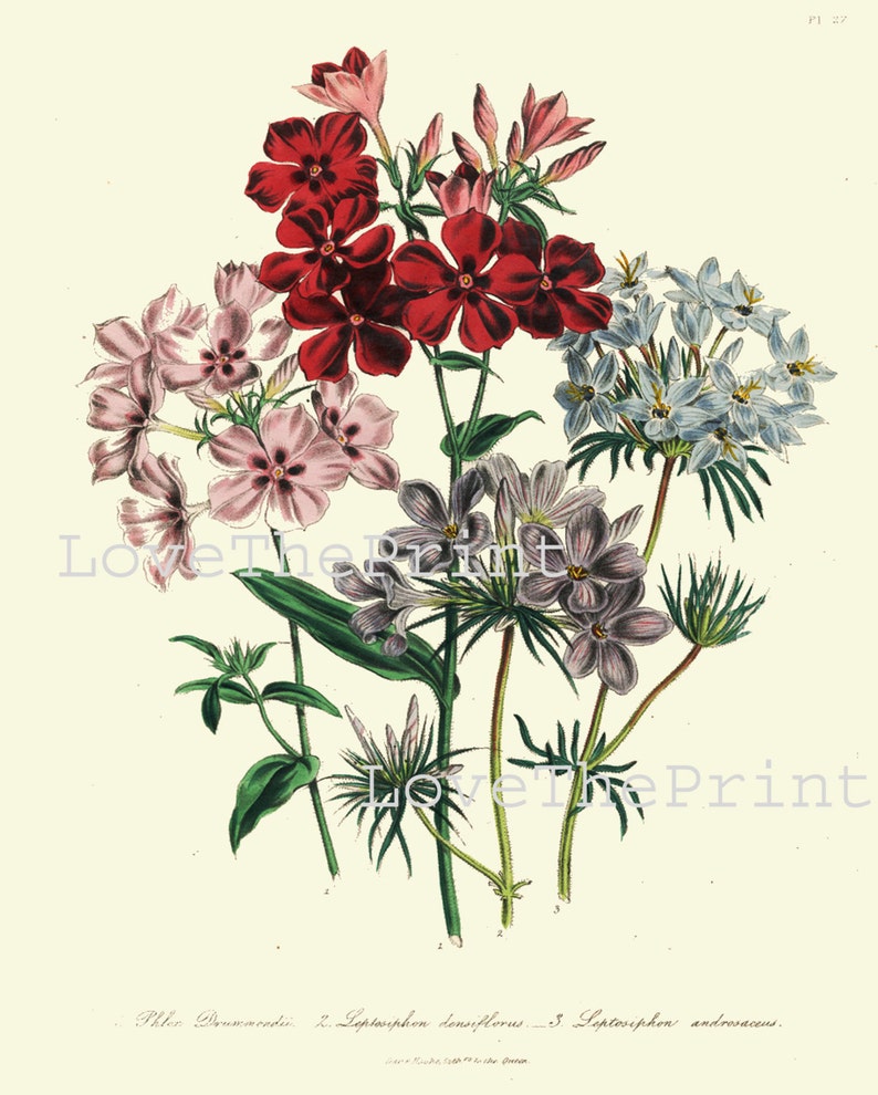 BOTANICAL PRINT Loudon Flower Botanical Art Print 39 Beautiful Blue Pink Red Phlox Antique Flowers Wildlowers Garden image 2