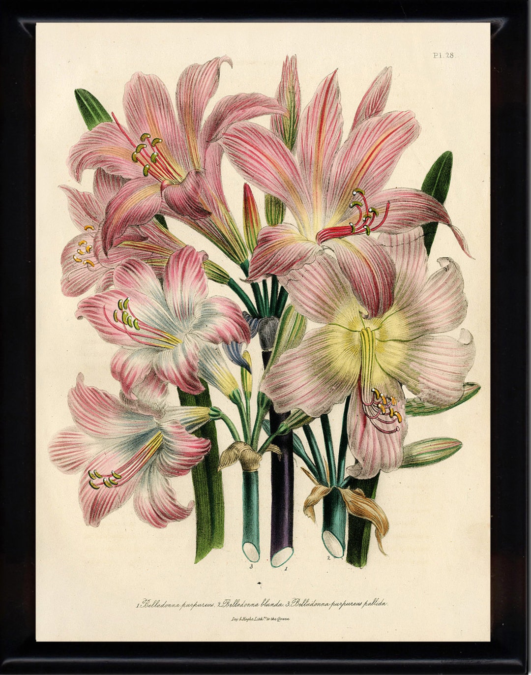 BOTANICAL PRINT Loudon Flower Botanical Art Print 8 Beautiful - Etsy