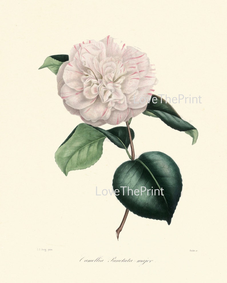 CAMELLIA PRINT Berlese Art Print 26 Beautiful Punctata Majob White Pink Camellia Flower Garden Nature Botanical Print to Frame image 2