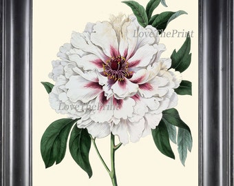 Peony Print 17 Botanical Flower 8x10 Art Beautiful Antique Large White Summer Nature Garden Plant Illustration to Frame Home Room Wall Decor