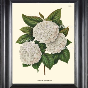 BOTANICAL PRINT WITTE  Botanical Art Print 21 Beautiful White Hydrangea Antique Large Flower Spring Garden Summer Home Decor to Frame