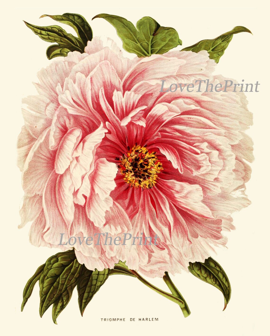 BOTANICAL Print SET of 4 Art Antique Peony Peonies White Coral - Etsy