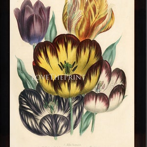 BOTANICAL PRINT Loudon Flower  Botanical Art Print 13 Beautiful Antique Parrot Tulip Flowers Garden