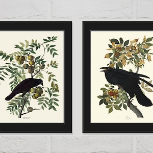 Crow and Raven Audubon Wall Art Print set of 2 Beautiful Black Birds Illustration Picture Drawing Watercolor Poster Home Room Decor Unframed