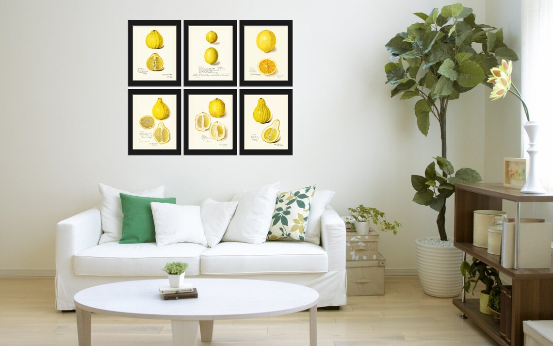 Lemon Wall Art Botanical Print Set of 6 Art Prints Beautiful Etsy
