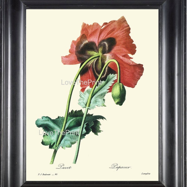 BOTANICAL PRINT Redoute Flower  Botanical Art Print 37 Beautiful Large Red Poppy Plant Garden Nature to Frame Home Decor