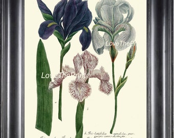 BOTANICAL PRINT  Art Print W7 Beautiful Blue White Pink Antique Iris Flowers Spring Summer Garden Plant Chart Nature to Frame Home