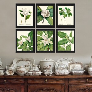 White Magnolia BOTANICAL Print SET of 6 Prints Antique Vintage - Etsy
