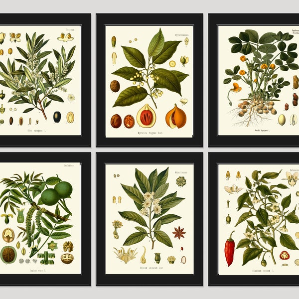 Herbs Spices Print Set of 6 Antique Wall Art Beautiful Olive Tree Nutmeg Peanut Red Chili Pepper Kitchen Dining Room Home Decor to Frame KOH