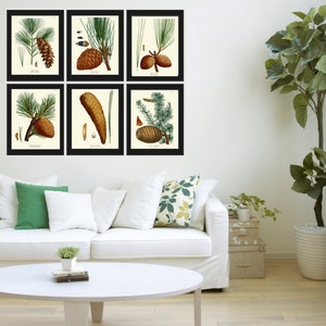 BOTANICAL Print SET of 6 Art Prints Redoute Antique Pinecone Pine Tree Green Forest Nature Living Bedroom Home Room Wall Decor to Frame image 2