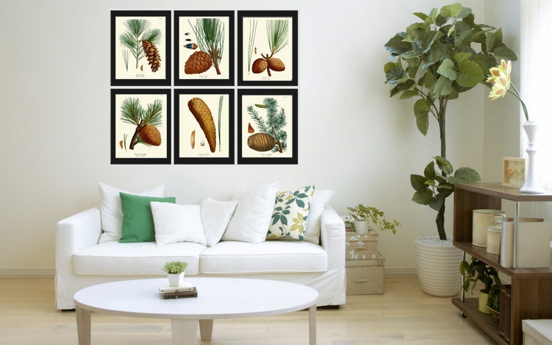 BOTANICAL Print SET of 6 Art Prints Redoute Antique Pinecone Pine Tree Green Forest Nature Living Bedroom Home Room Wall Decor to Frame image 2