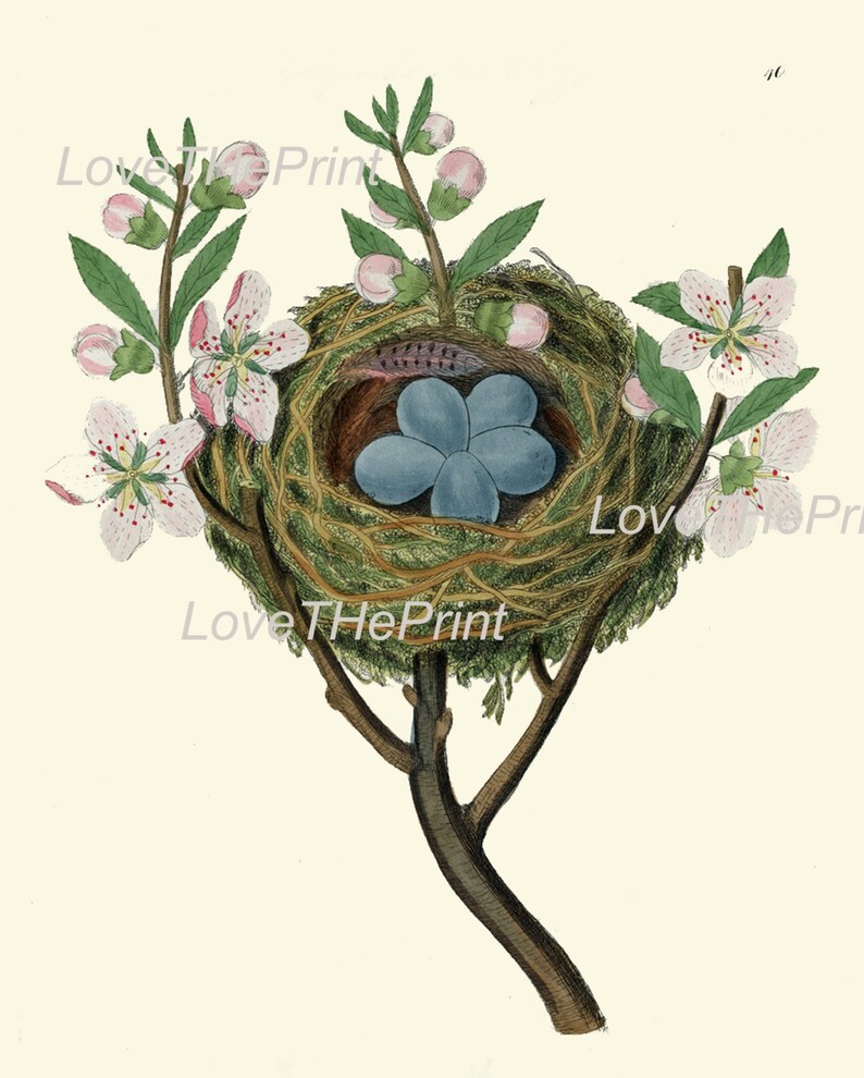 Bird Blue Eggs Nest Wall Art Print B37 Beautiful Blooming Fruit Apple Tree Flowers Spring Branch Antique Illustration Home Decor to Frame image 2