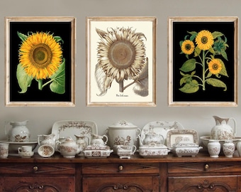 Juego de 3 impresiones de arte de pared con diseño de girasoles botánicos, fondo negro, estilo antiguo, vibrante, colorido, amarillo, rústico, estilo granja, decoración para enmarcar BESB