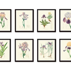 May include: Eight framed botanical prints featuring detailed illustrations of irises. The prints showcase various iris species with purple, yellow, and white petals, set against a cream-colored background. Each print is enclosed in a black frame, creating a cohesive set.