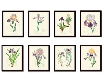Juego de 8 impresiones botánicas de iris para pared, diseño de flores vintage, violeta, morado y amarillo, para decoración del hogar, para enmarcar RGH