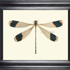 Dragonfly PRINT  Botanical Art Print NOD562 Beautiful Large Blue Antique Illustration Flower Garden Nature Home Room Wall Decor to Frame