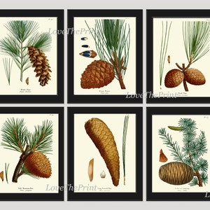 BOTANICAL Print SET of 6 Art Prints Redoute Antique Pinecone Pine Tree Green Forest Nature Living Bedroom Home Room Wall Decor to Frame image 1