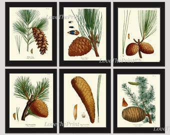 BOTANICAL Print SET of 6 Art Prints  Redoute Antique Pinecone Pine Tree Green Forest Nature Living Bedroom Home Room Wall Decor to Frame