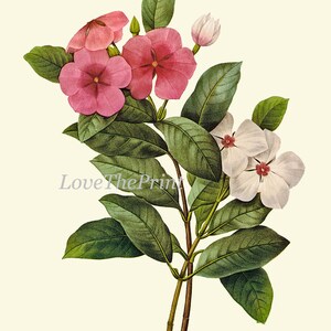 Botanical Print Set of 6 Art Redoute Antique Beautiful Flowers - Etsy