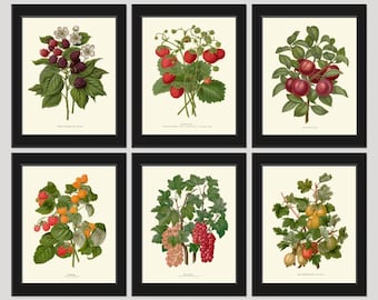 Juego de 4 impresiones de arte de pared botánico de bayas para comedor, cocina, decoración del hogar para enmarcar, fresa, grosella, grosella espinosa, frambuesas, mora, NFP