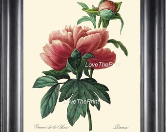 BOTANICAL PRINT Redoute Flower  Botanical Art Print 26 Beautiful Large Red Pink Peony Plant Garden Nature to Frame Home Room Decor