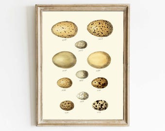 Impresión de huevo de pájaro antiguo, decoración del hogar o descarga digital, casa de campo acogedora, naturaleza, comedor, dormitorio, cocina, arte de pared para enmarcar PCD22