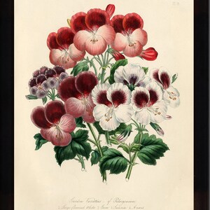 BOTANICAL PRINT Loudon Flower  Botanical Art Print 7 Beautiful Antique Red White Burgundy Pansies Pansy Flowers Spring Garden