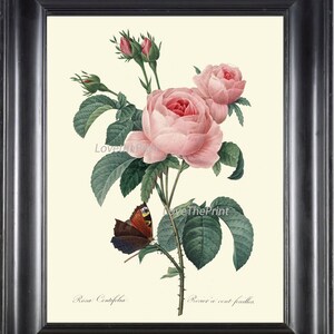 BOTANICAL PRINT Redoute Flower  Art Print 423 Beautiful Antique Pink Rose French Country Butterfly Graden Illustration to Frame Decor