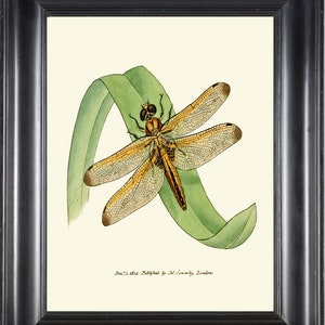 Dragonfly Print Wall Art CL15 Beautiful Antique Vintage Green Leaf Garden Insect Watercolor Picture Living Dining Room Home Decor to Frame