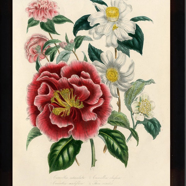 BOTANICAL PRINT Loudon Flower Botanical Art Print 2 Beautiful Antique Camellia Maliflora Vase Bouquet White Red Spring Garden