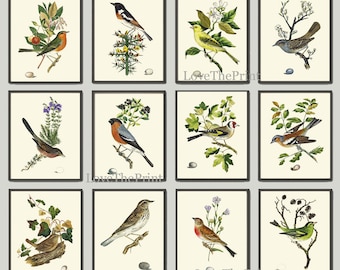 Antique Bird Print Set of 12 Wall Art Beautiful Tree Branch Egg Berries Botanical Green Forest Garden Nature Illustration Decor to Frame JC