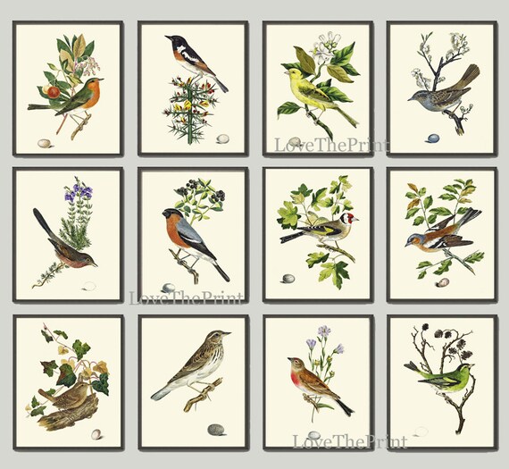 Ancien Oiseau Imprimer Ensemble De 12 Décoration Murale Art Beau Arbre Branche Oeuf Baies Vert Forêt Jardin Botanique Nature Illustration à Encadrer