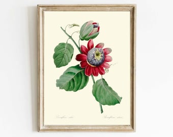 Impresión artística de pared con flores de maracuyá, hermoso jardín tropical de Joseph Redoute, naturaleza, vintage, rojo antiguo, floral, decoración para el hogar, para enmarcar RFL1