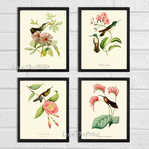 Hummingbird Print SET of 4 Art  Beautiful Antique Humminbirds Birds Tropical Pink Flowers Botanical Garden Illustration Decor to Frame