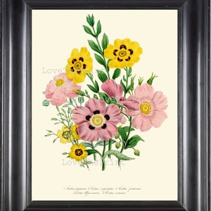 BOTANICAL PRINT Loudon Flower  Botanical Art Print 11 Beautiful Pink Yellow Antique Cistus formosus Flowers Garden