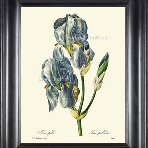 BOTANICAL PRINT Redoute Flower  Botanical Art Print 66 Beautiful Blue Iris Plant Garden Nature Home Decor to Frame