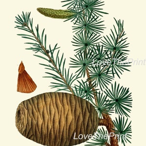 BOTANICAL Print SET of 6 Art Prints Redoute Antique Pinecone Pine Tree Green Forest Nature Living Bedroom Home Room Wall Decor to Frame image 5