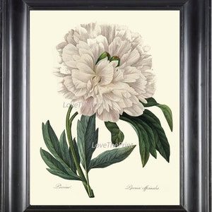 BOTANICAL PRINT Redoute Flower  Art Print 3 Beautiful White Peony Spring Large Blooming Plant Garden Nature to Frame Home Wall Decor