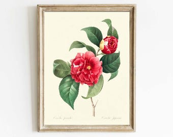 Impresión artística de pared con flores de camelia roja, hermosa planta vintage antigua de Joseph Redoute para jardín botánico de primavera y verano, decoración para el hogar, para enmarcar RFL4