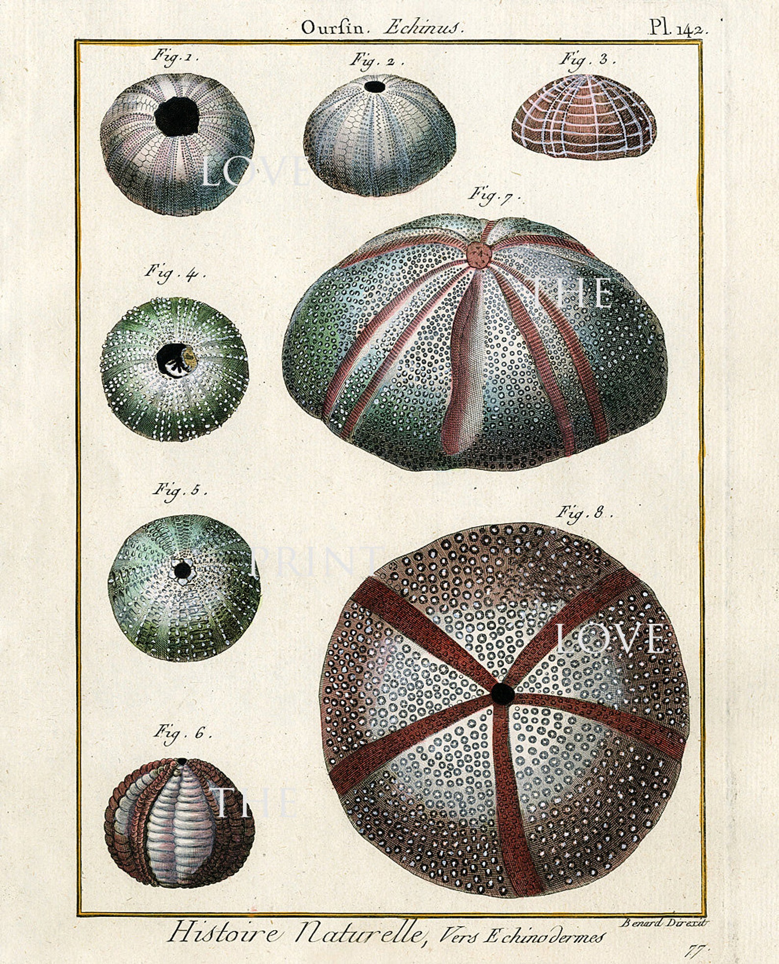 SEA URCHIN PRINT Lamarck Marine Art Print 4 Beautiful Antique Etsy