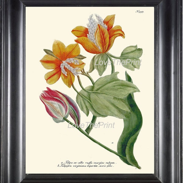 BOTANICAL PRINT  Art Print W5 Beautiful Antique Tulip Flowers Red Pink Yellow Illustration Plate to Frame Home Room Wall Hanging Picture