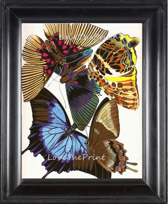 BUTTERFLY PRINT Botanical Art Print 2 Beautiful Antique Large | Etsy