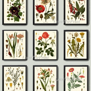 Botanical Wall Art Print Set of 9 Vintage Antique Red Rose Hollyhock Poppy Chamomile Dandelion Flowers Farmhouse Cottage Home Room Decor KOH