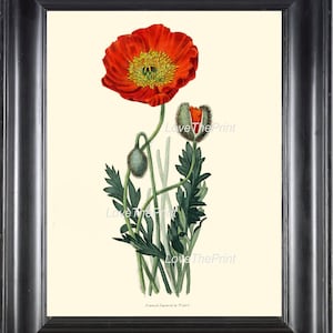 BOTANICAL PRINT Clarke  Botanical Art Print 53 Beautiful Red Poppy Large Flower Antique Writing Spring Garden Plant Home Decor to Frame