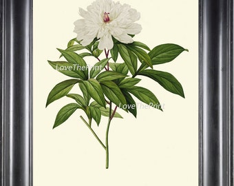BOTANICAL PRINT Redoute Flower  Art Print 441 Beautiful Antique White Peony Botany Garden Nature Illustration Wall Home Decor to Frame