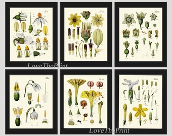 White Yellow Wildflowers Wall Art Set of 6 Prints Antique Flower Parts Illustration Watercolor Drawing Wall Home Decor Design to Frame BAJ