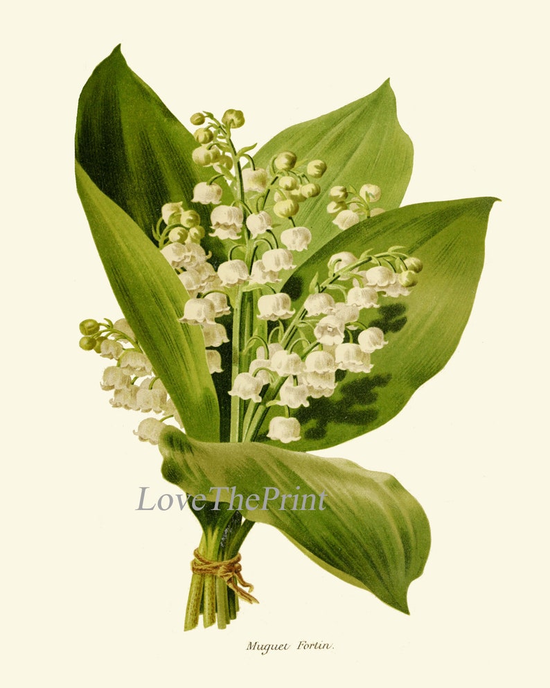 Botanical Wall Art Print SET of 4 Beautiful Antique White Flowers Lily of the Valley Rhododendron Morning Glory Moonflower Catalpa Decor IH