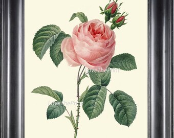 BOTANICAL PRINT Redoute Flower  Art Print 381 Beautiful Antique Pink Rose Spring Summer Plant Illustration Picture to Frame Home Decor