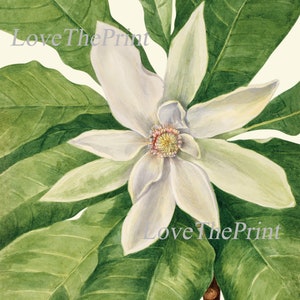 White Magnolia BOTANICAL Print SET of 6 Prints Antique Vintage - Etsy