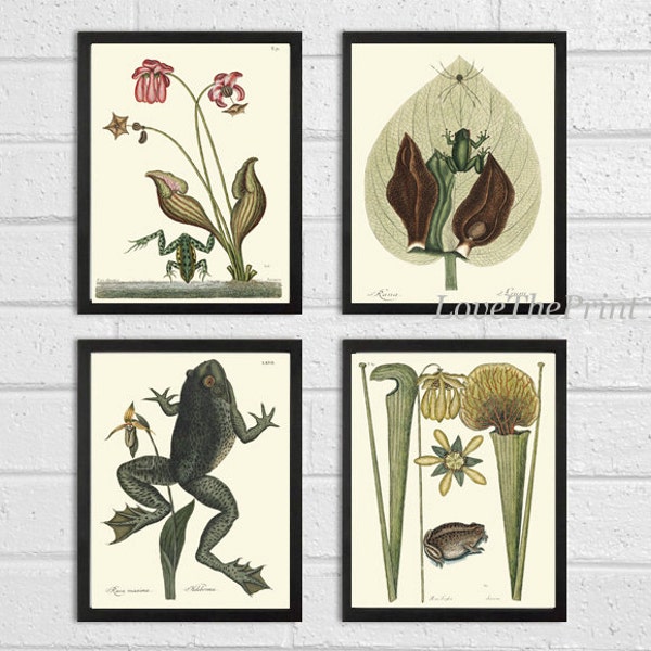 Frog Print Set of 4 Art  Beautiful Antique Frogs Amphibian Tropical Flowers Lake River Nature Home Room Illustration Wall Decor to Frame CTB